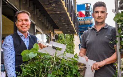 Grüne Nordwand für die Gesamtschule